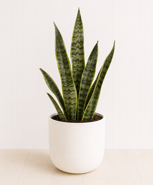 Snake Plant