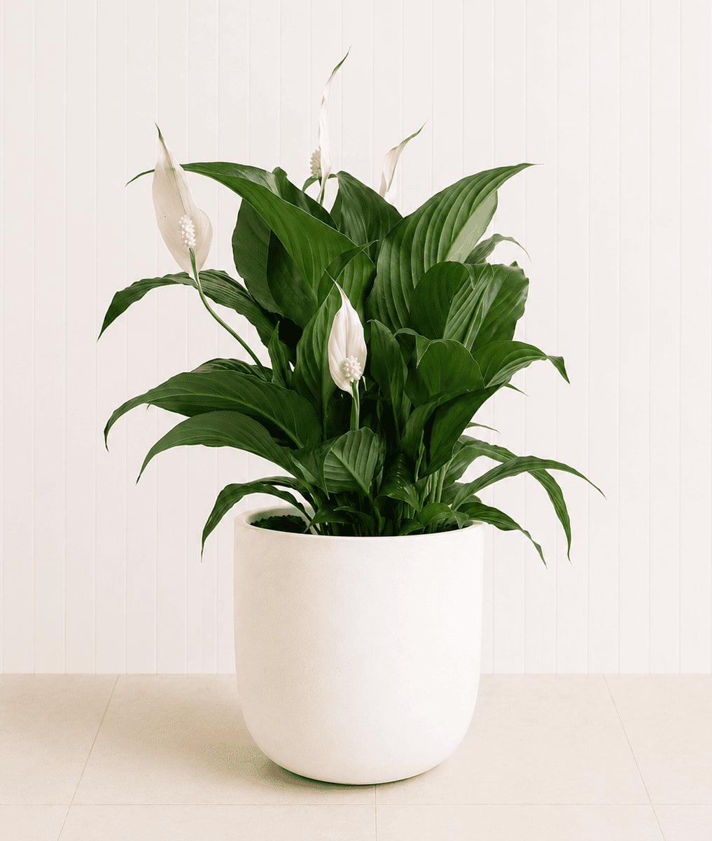 Peace lily plant with dark green leaves in white ceramic pot