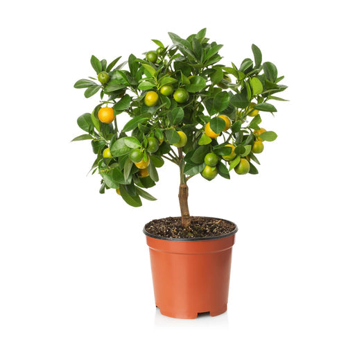 Citrus Lemon Omani