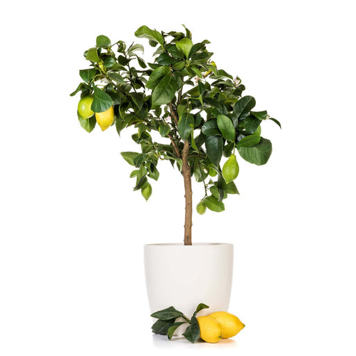 Citrus Lemon Omani