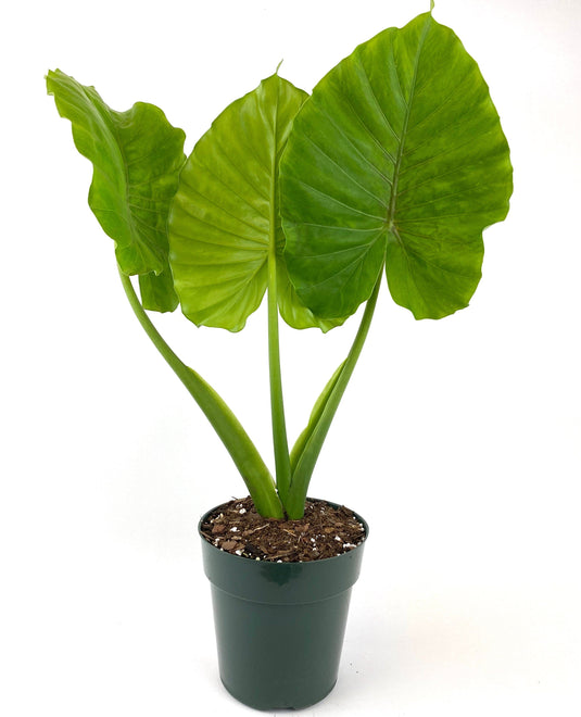 Alocasia California