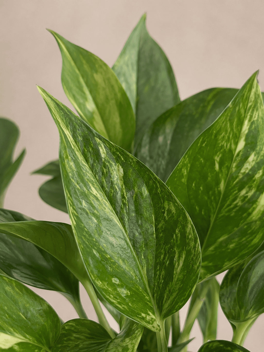 Close-up of variegated pothos leaves, green with lighter streaks