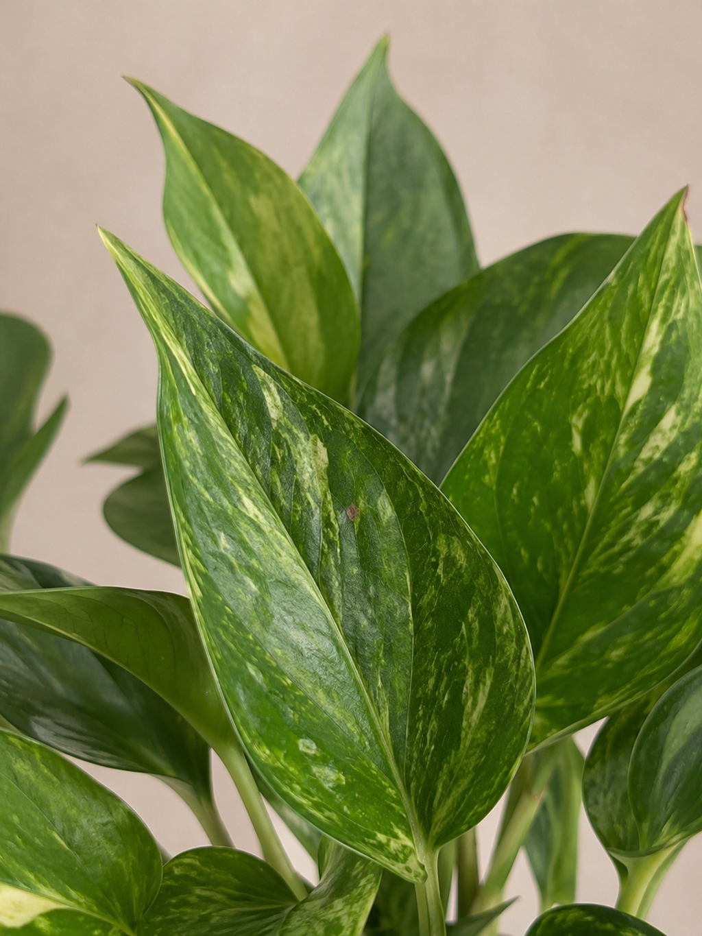 Golden Pothos