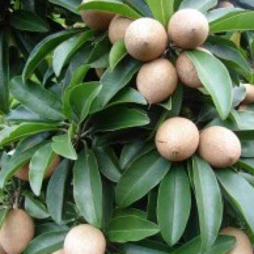 Close-up of round sapodilla fruits on green foliage