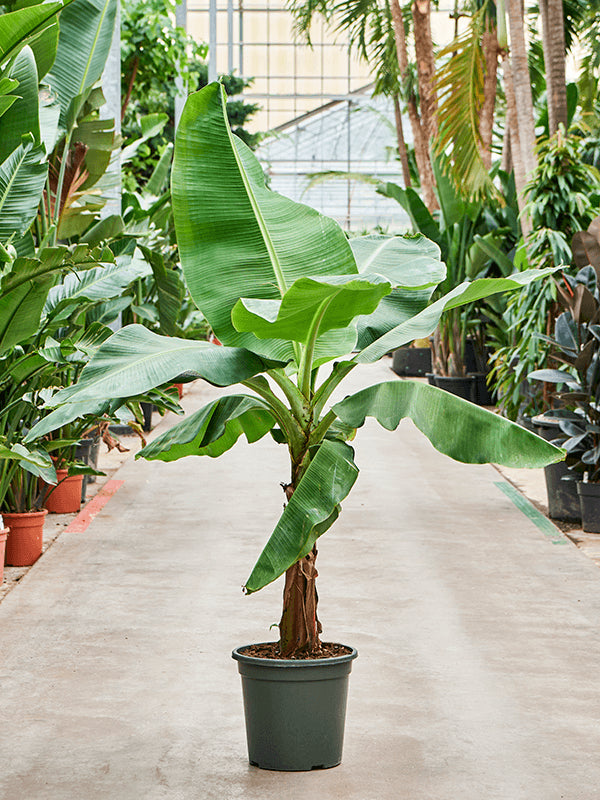 Banana plant in a black pot with large green leaves