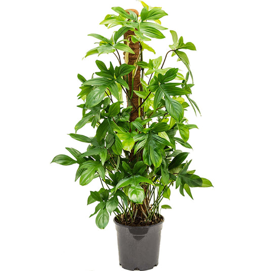Philodendron Pedatum Tall