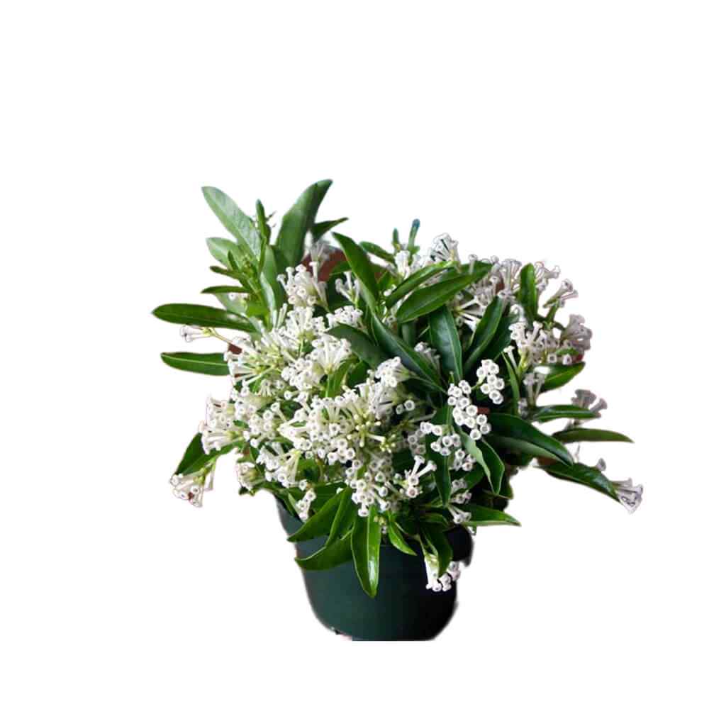 Potted evergreen with clusters of white star-shaped flowers and glossy green leaves.