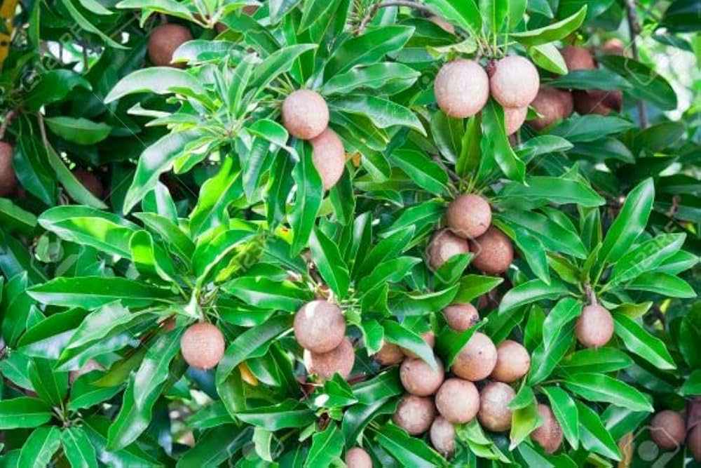 Sapodilla fruits cluster on leafy green branches