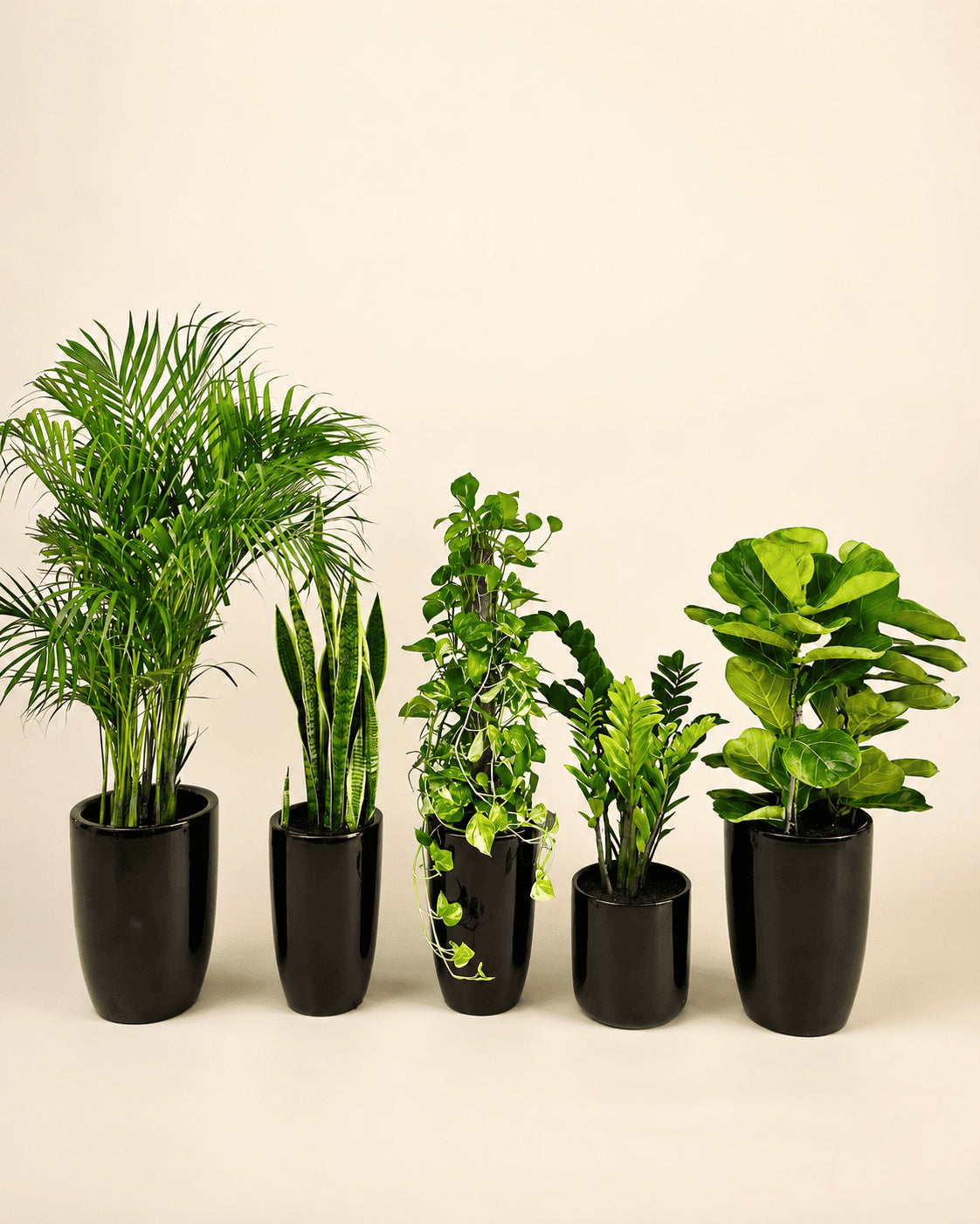 Indoor low-maintenance plant bundle with five potted green plants in dark planters