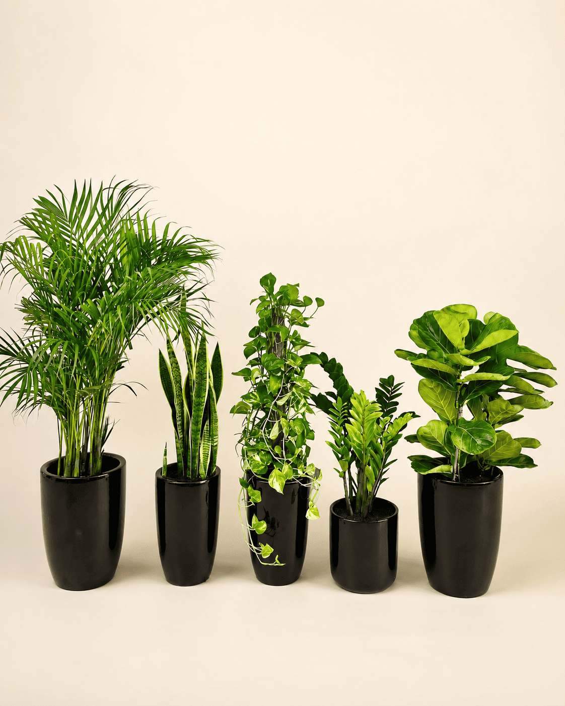 Indoor low-maintenance plant bundle with five potted green plants in dark planters