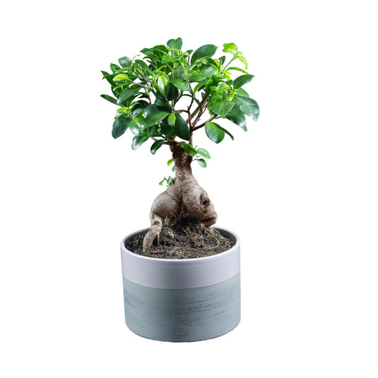 Ficus Ginseng Bonsai