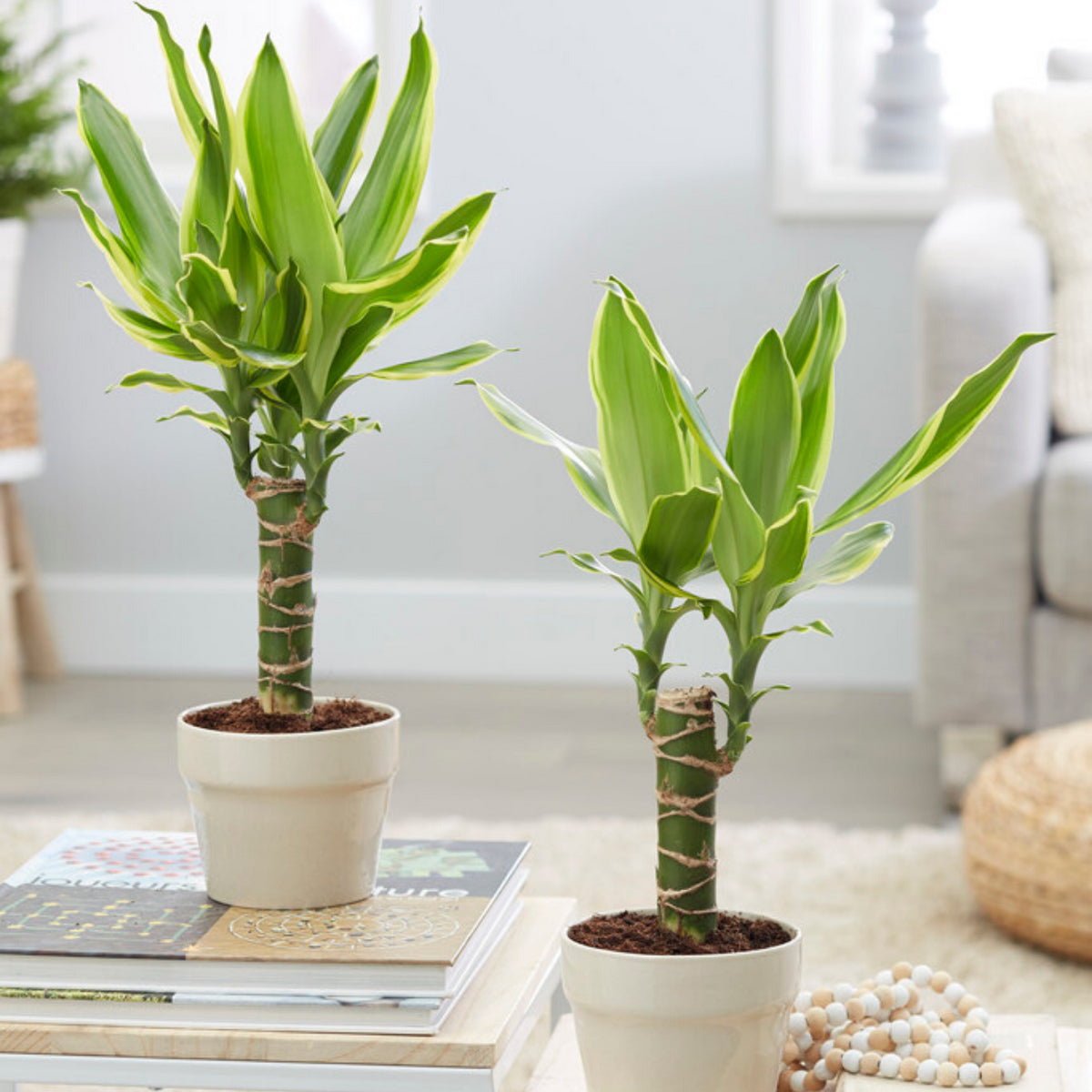 Golden Coast dracaena plant in white ceramic pot, tall stems with bright green leaves