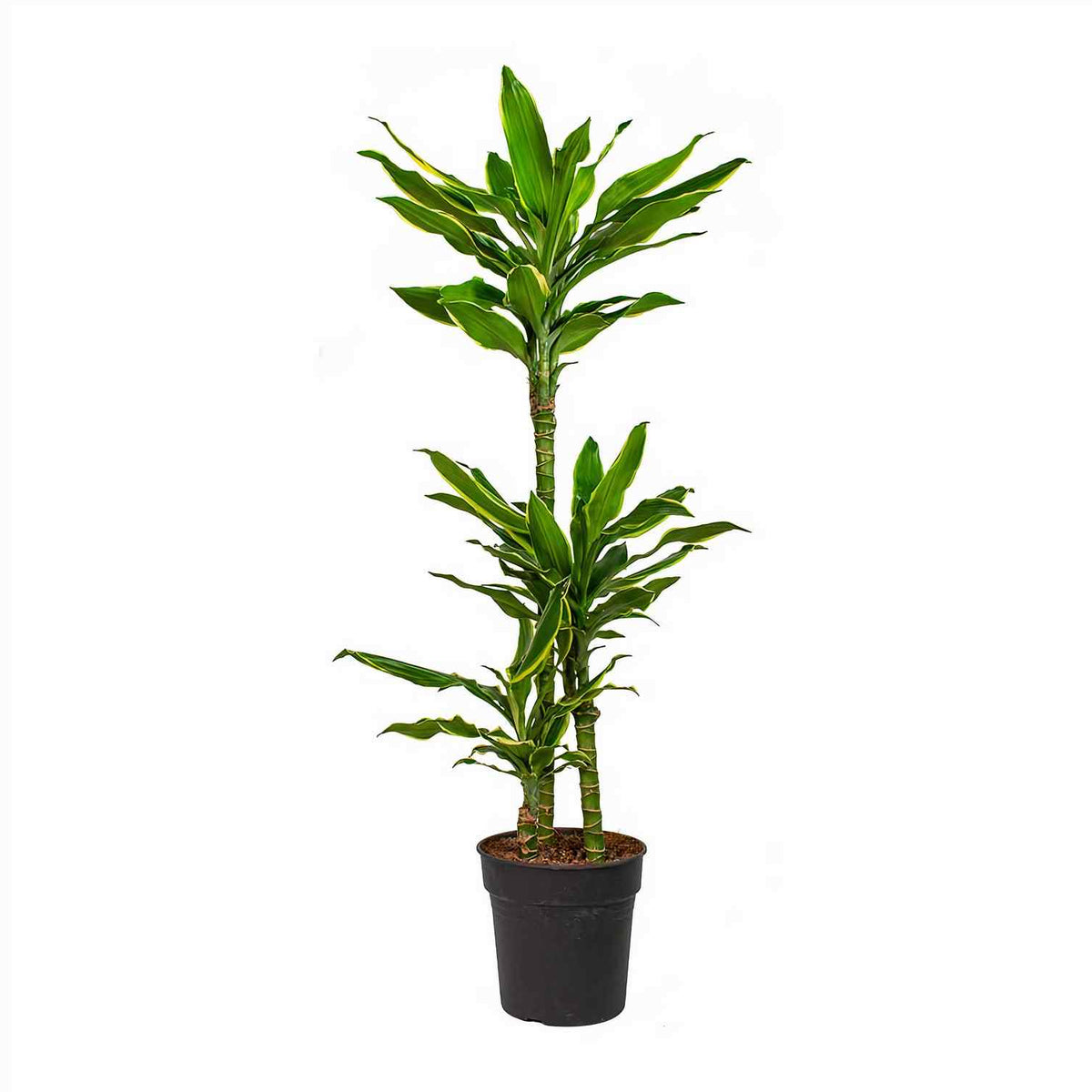 Dracaena Golden Coast plant in black nursery pot, upright green spiky leaves