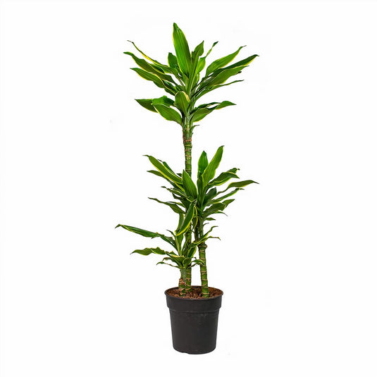 Dracaena Golden Coast