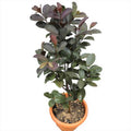 Potted guava plant with green and reddish leaves in orange nursery pot
