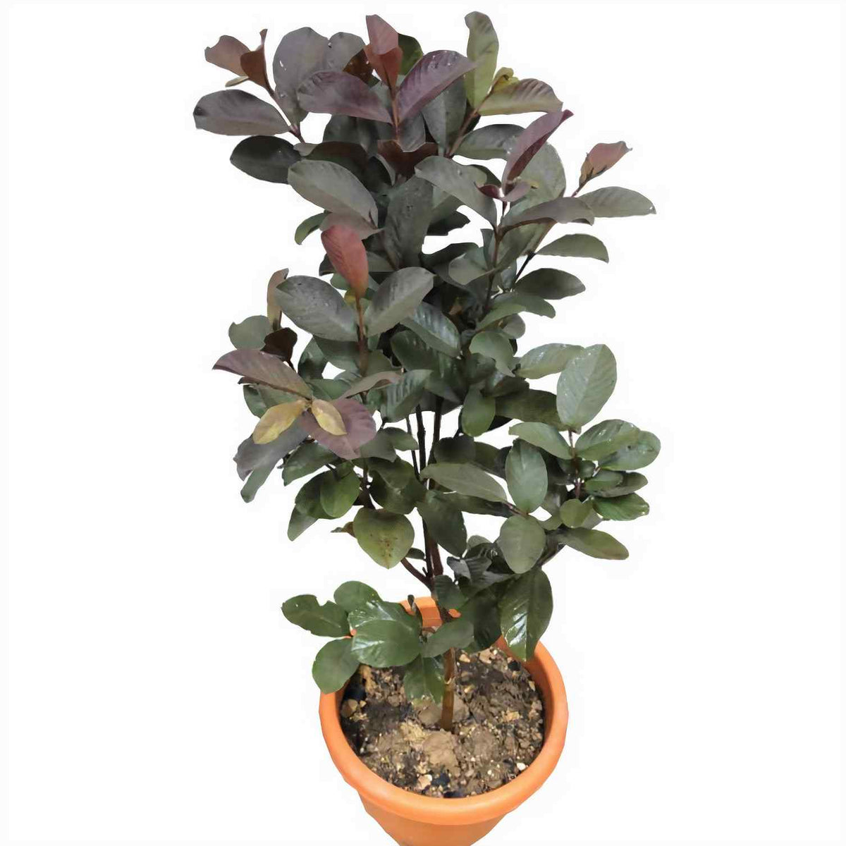 Potted guava plant with green and reddish leaves in orange nursery pot