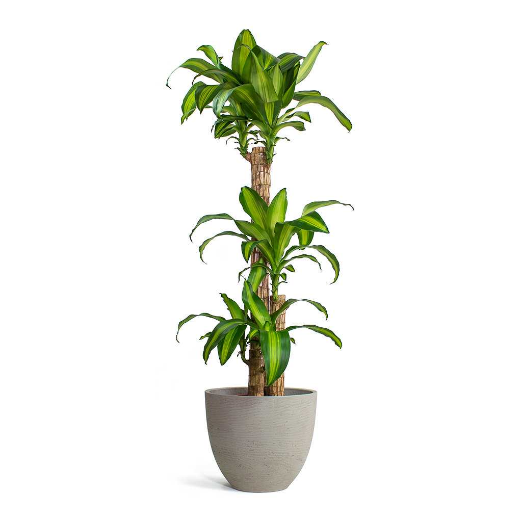 Dracaena Massangeana plant with slender green leaves in a gray stone pot