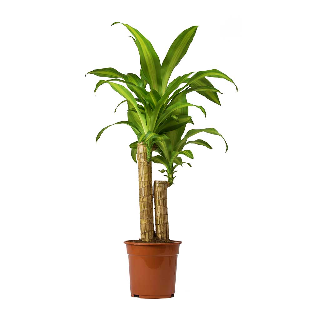 Dracaena Massangeana