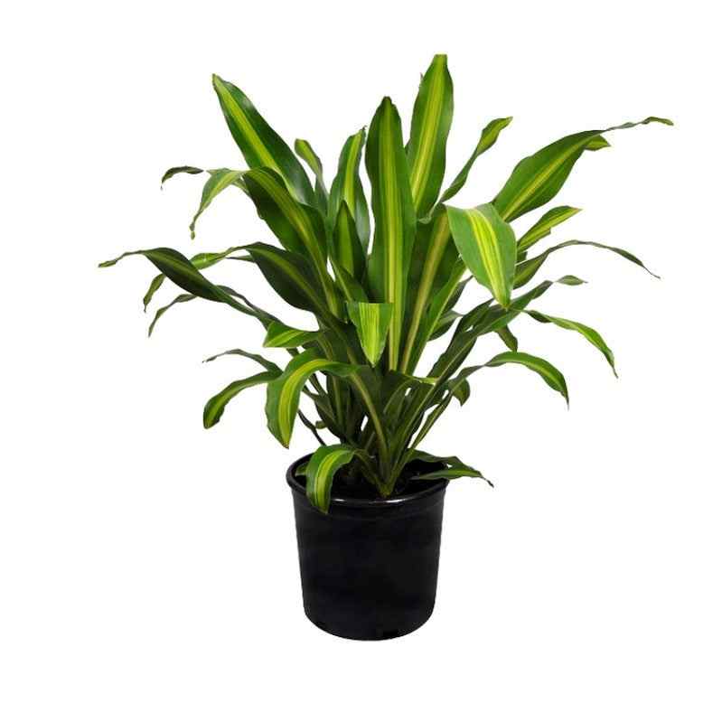 Dracaena plant with upright green canes and spiky leaves in a black plastic pot