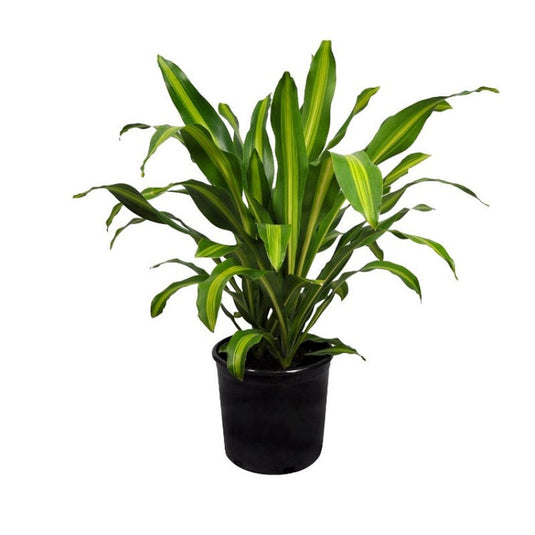 Dracaena Massangeana