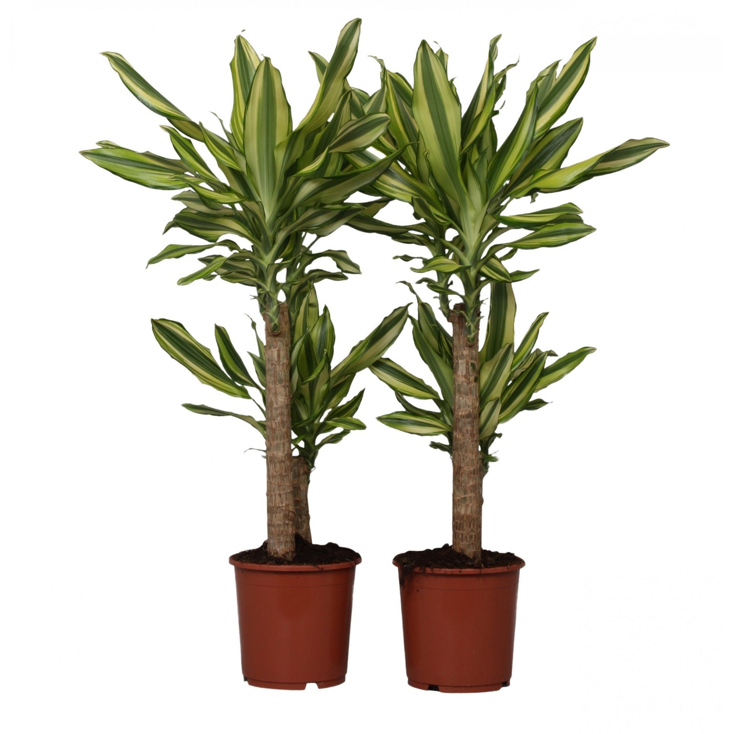 Dracaena Yellow Coast