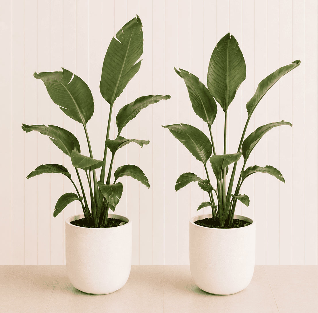 Two green bird of paradise plants in white ceramic pots, tall stems and broad leaves