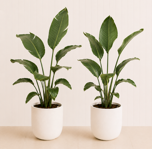 Bird of Paradise Duo