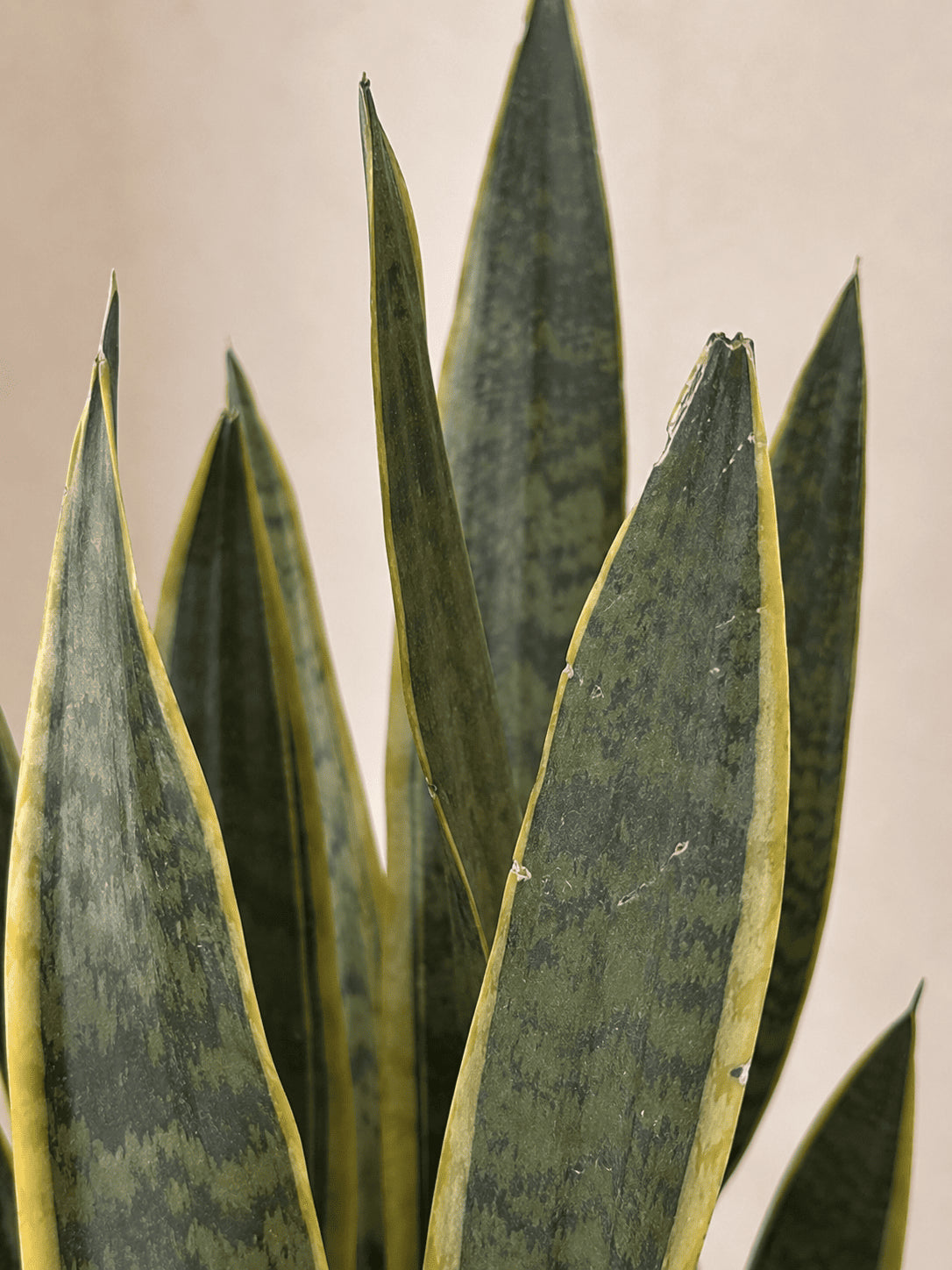 Snake plant leaves, upright green with dark mottling