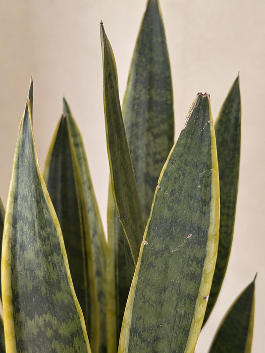 Snake Plant