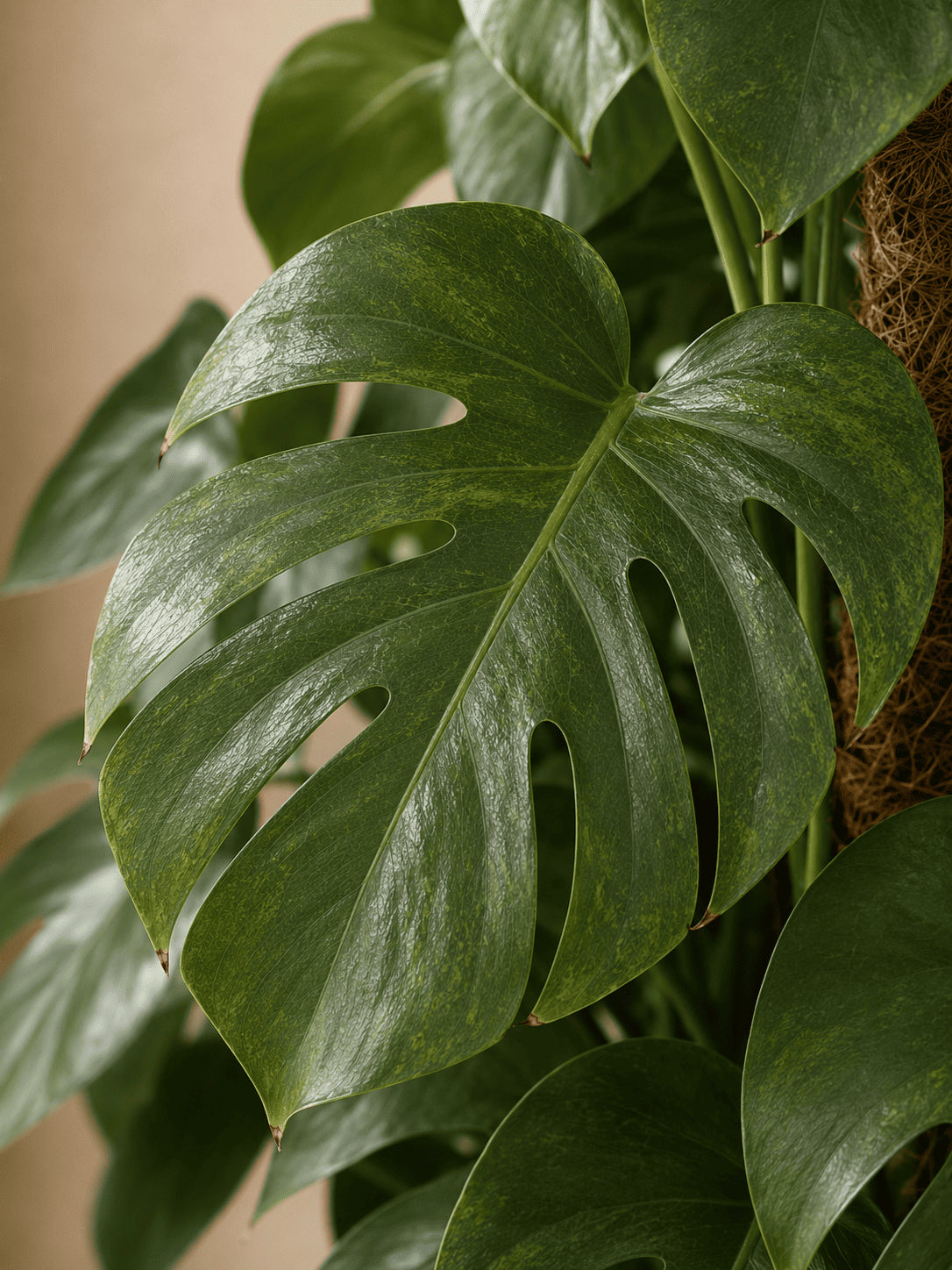 Monstera deliciosa leaves close-up with splits