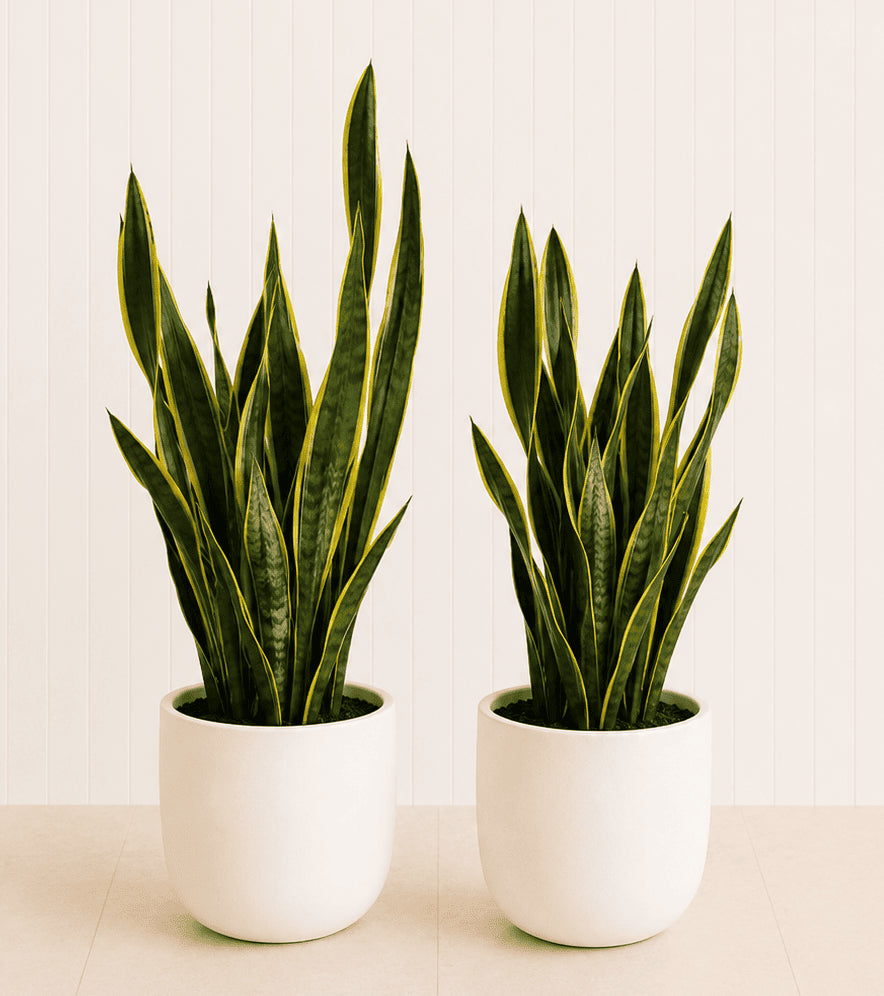 Two large snake plants in white ceramic pots with tall upright leaves