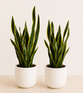 Pair of Large Snake Plants