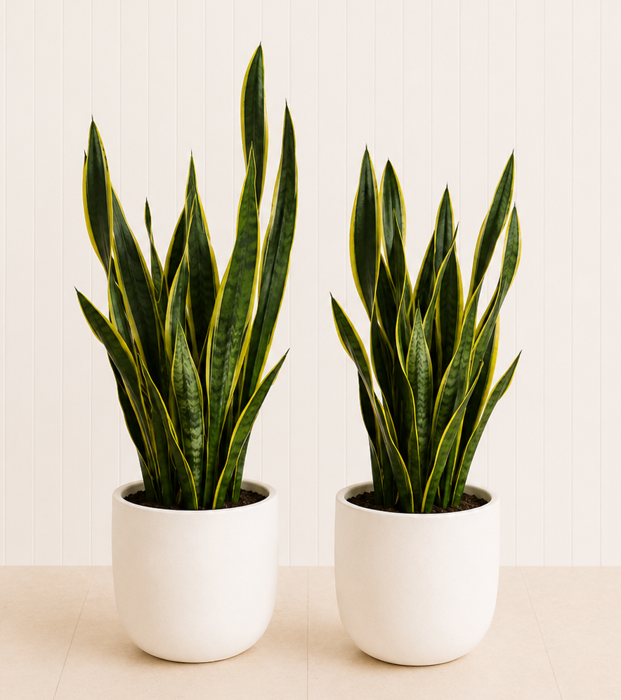 Pair of Large Snake Plants