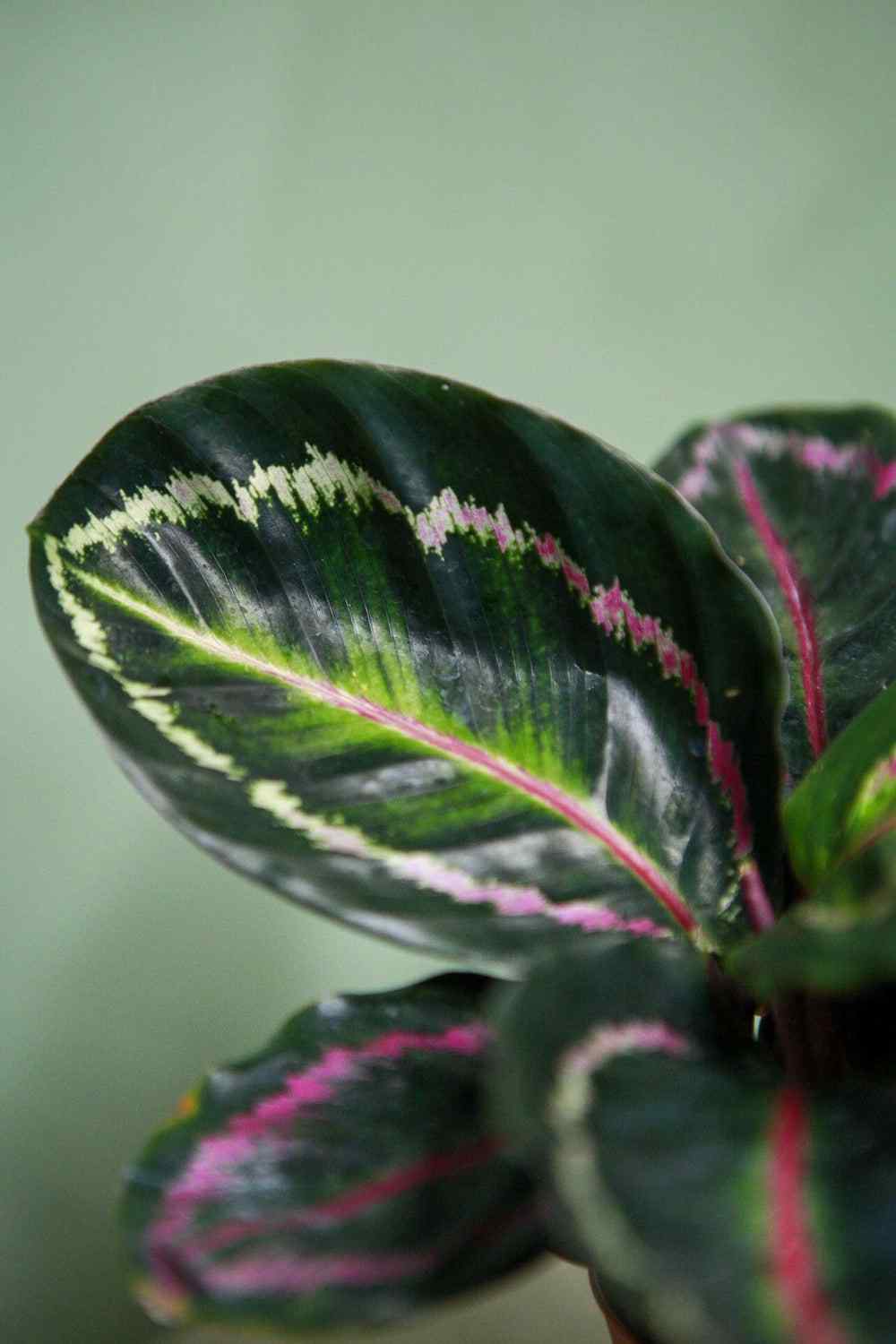 Close-up of Calathea leaf with dark green, pink, and cream striped pattern