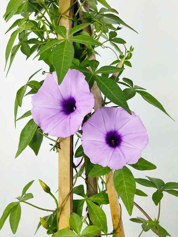 Ipomoea climber plant with dark purple trumpet flowers and green foliage on a wooden stake