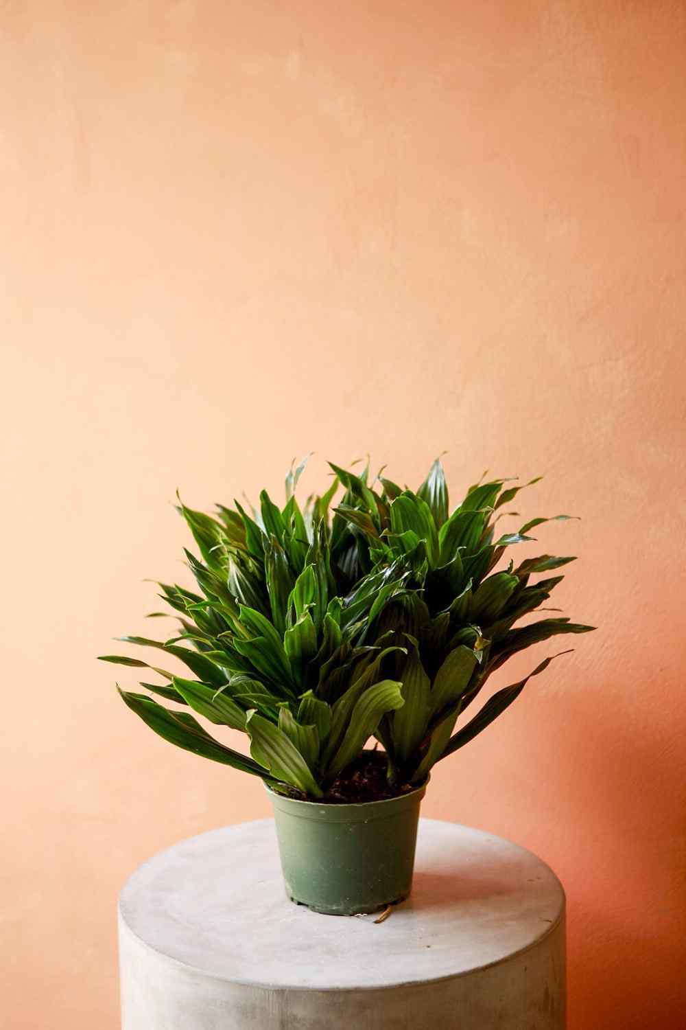 Compact dracaena plant in light green pot on round white stand, fan-like green leaves