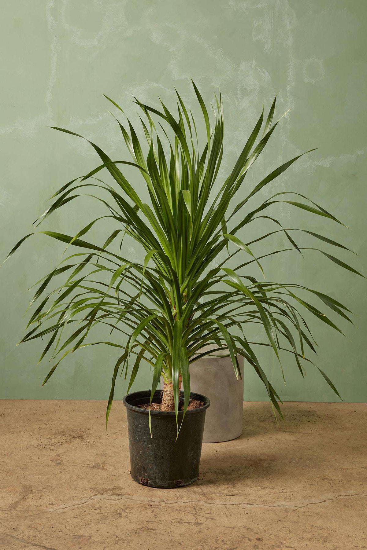 Dracaena dragon tree in dark plastic pot, upright spiky green foliage