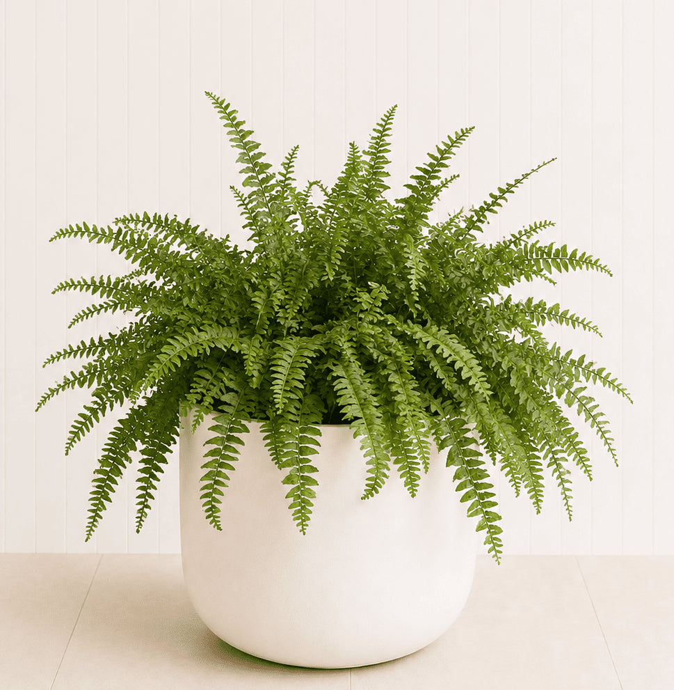 Boston fern in white ceramic pot with lush green fronds