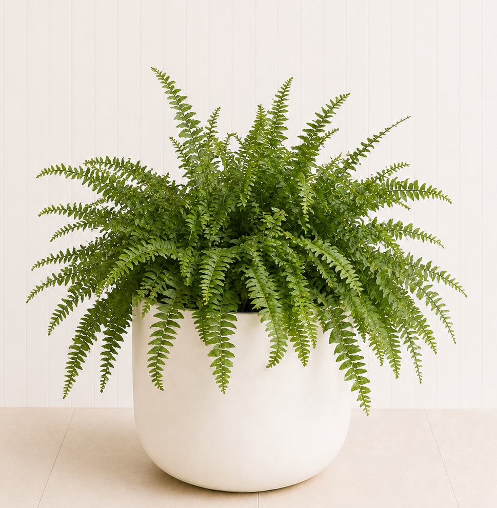 Boston Fern