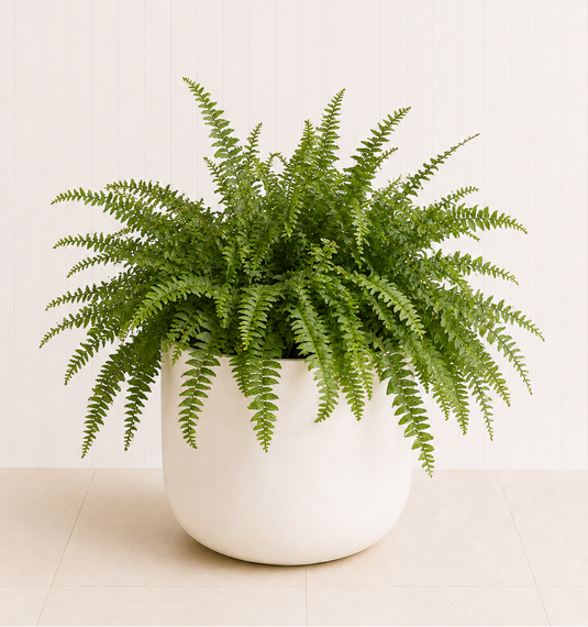 Boston Fern
