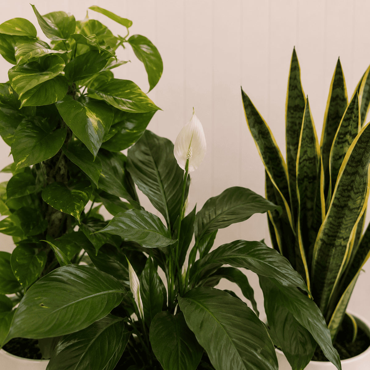Indoor plant bundle with white ceramic pots: leafy foliage and tall snake plant.