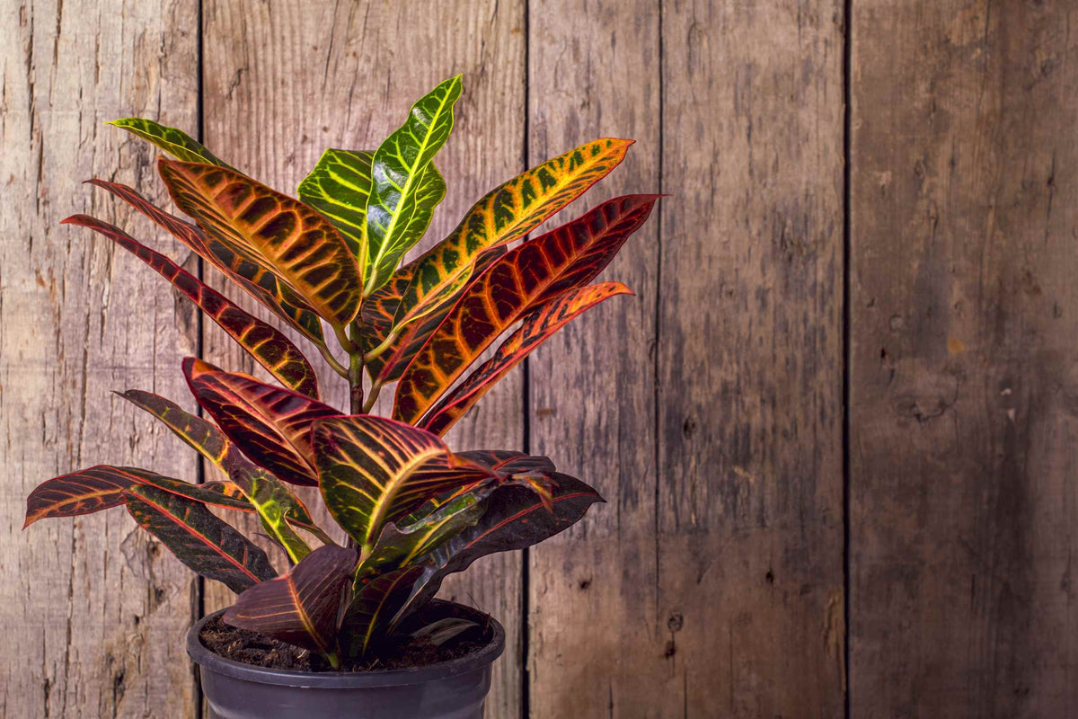 Croton plant in dark plastic nursery pot, orange and green streaked leaves