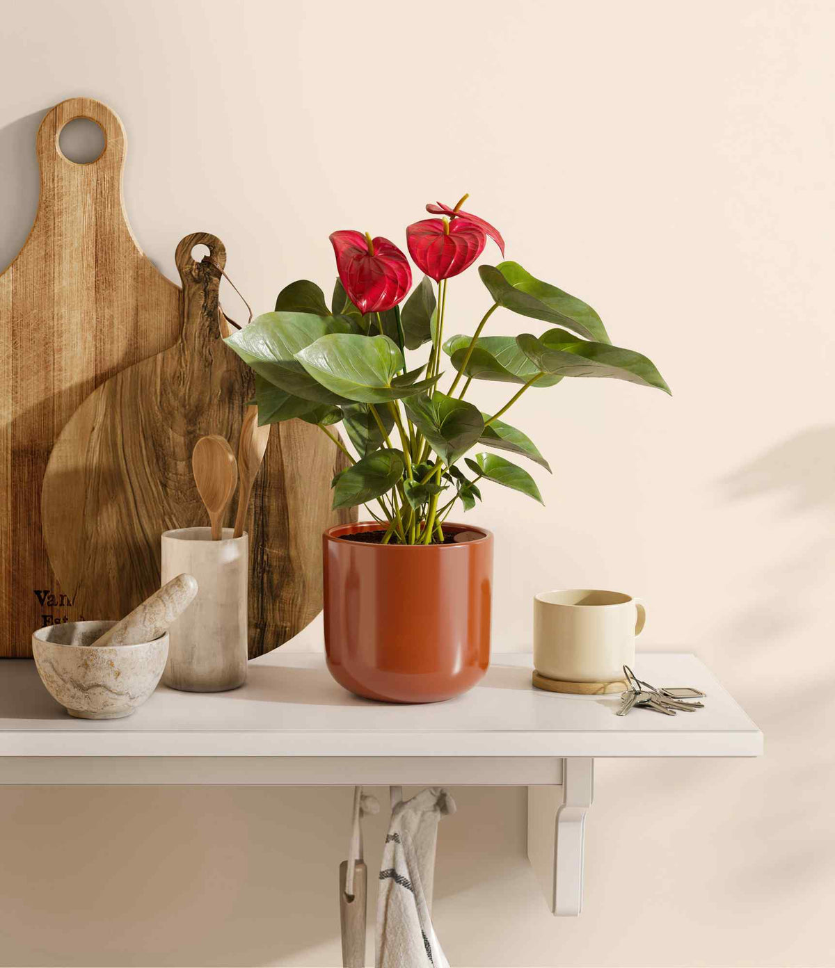 Red anthurium plant in terracotta pot on a white shelf with red blooms
