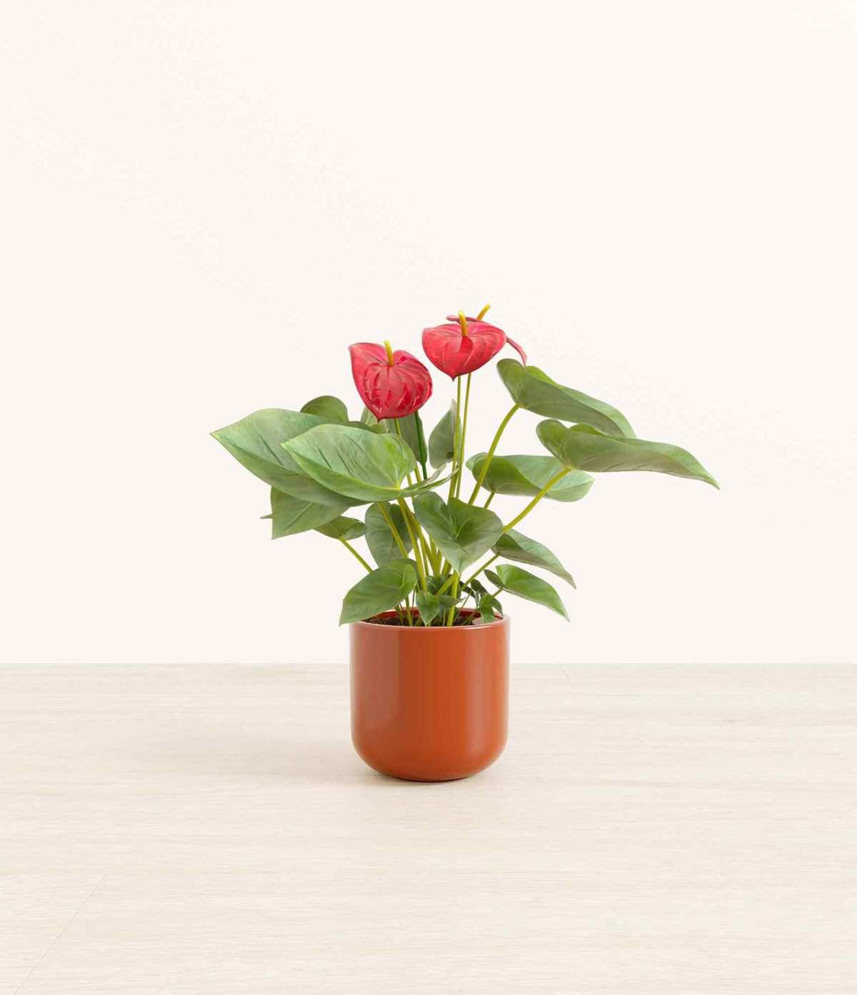 Red anthurium plant in terracotta pot with glossy green leaves and red blooms