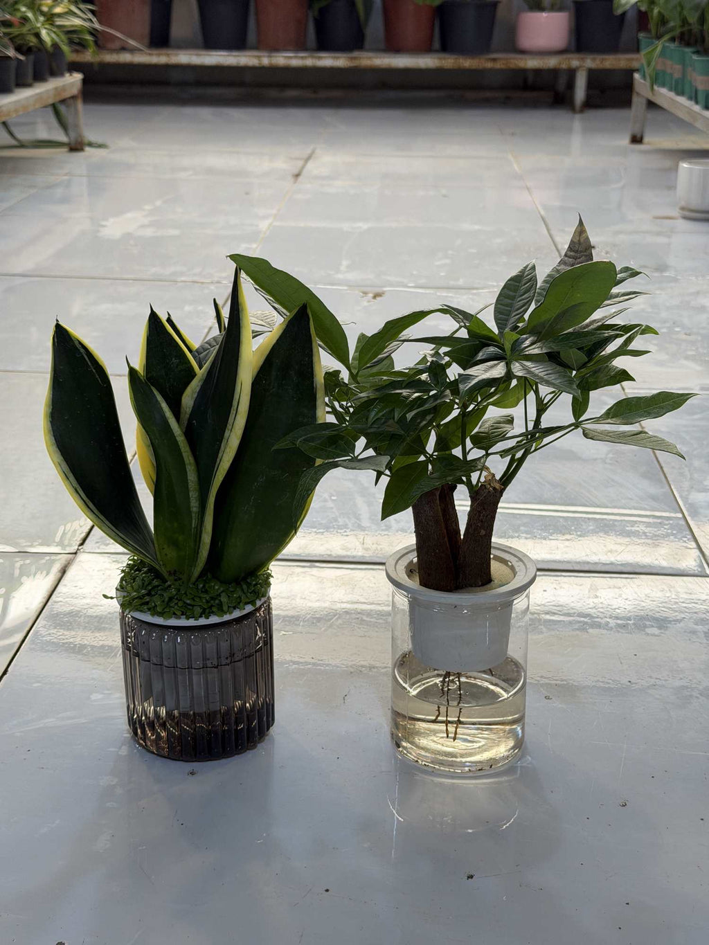 Two potted plants: succulent and leafy plant in a water-filled glass base