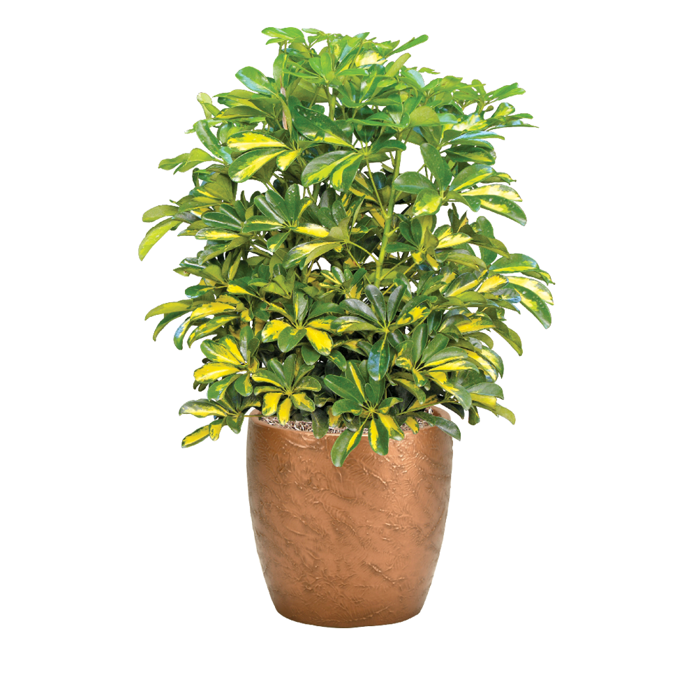 Schefflera Variegated Bushy