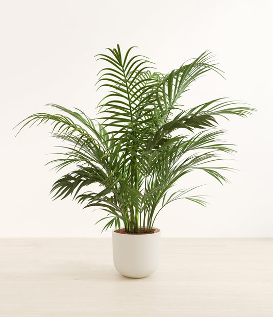 Areca Palm