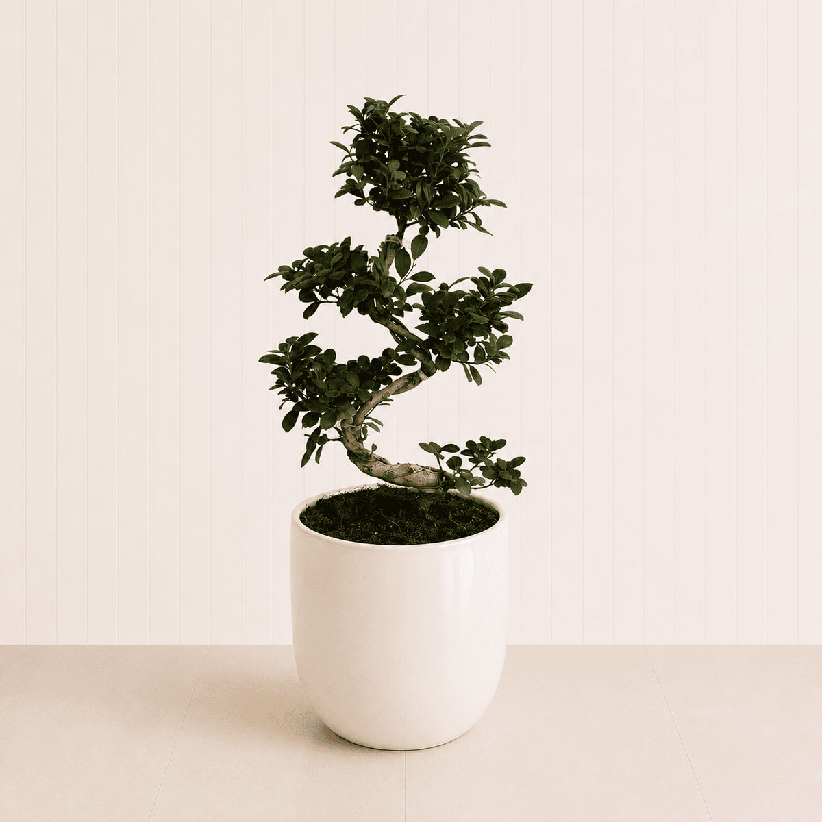 S-shaped ficus bonsai in white ceramic pot with dense green foliage