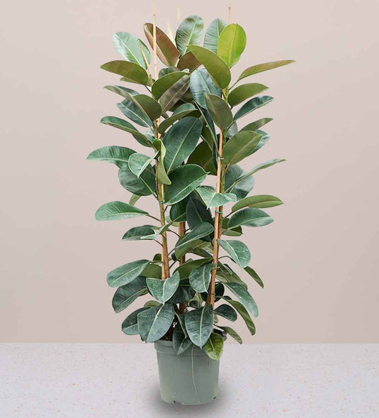 Rubber Plant Tall 3PP