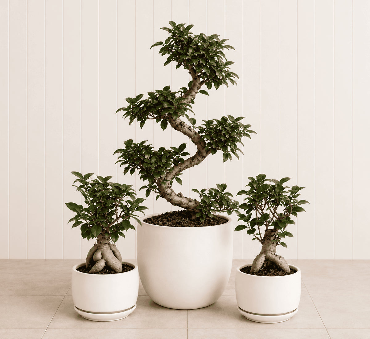 Bonsai Starter Pack